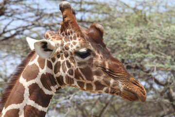 Giraffe