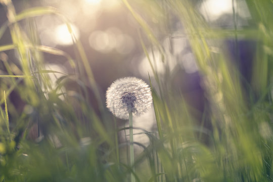 Fototapeta Dandelion blossom defocused in garden with early morning sunlight and blurred background  