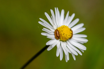 Obraz premium Small beetles resting on a daisy flower head