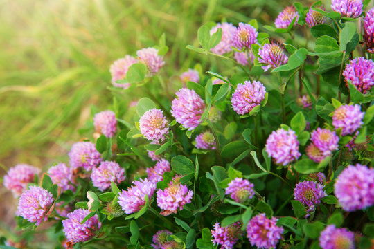 Pink clover flowers in the sunny summer day.