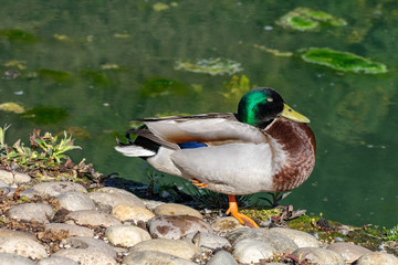 Male drake mallard standing on one leg