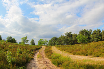 Fototapeta na wymiar Romantic nature and forest path in the Lüneburg Heath, Northern Germany.
