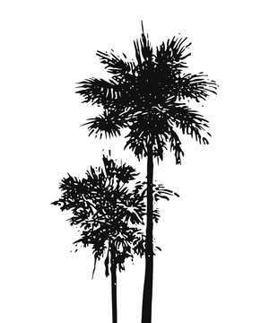 Palmyra Palm - Borassus flabellifer #vector #isolated - Palmyrapalme