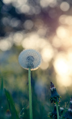 Dandelion blossom defocused in garden with early morning sunlight and blurred background

