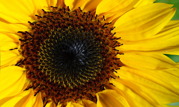 Close up of a vibrant sunflower.