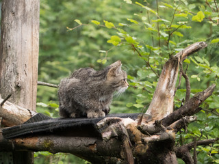 wildcat on a tree closup