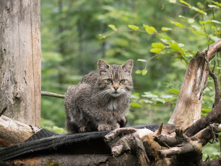 wildcat on a tree closup