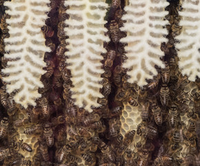 bees in honeycomb with honey