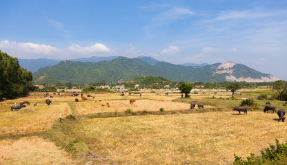 Landscape of Vietnam with mountains in background and herd of cows with bulls on the fields near to settlement captured from a passing train on the route from Hue to Cho Chi Minch City.