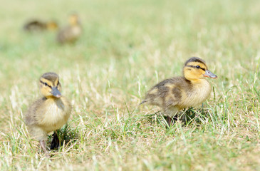 Close up of a duckling standing on a grass.