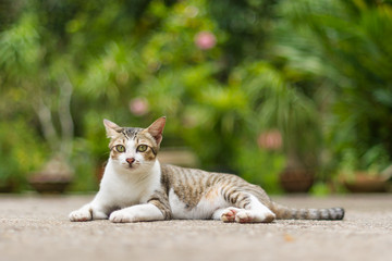 cat Thai 3 color