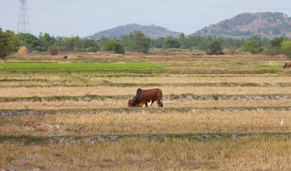 Fototapeta na wymiar Cow grazing on the field in vietnamese countryside captured from a passing train on the route from Hue to Cho Chi Minch City.