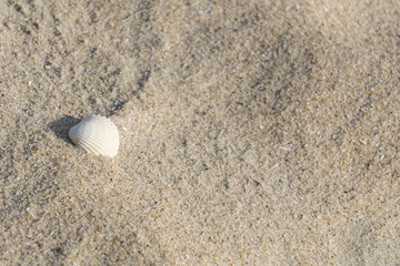Fototapeta na wymiar Shellfish on the beach