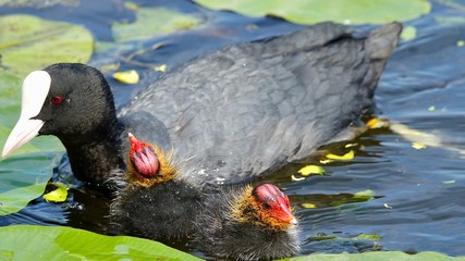 Teichhühner im Wasser 
