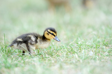 Close up of a duckling standing on a grass.