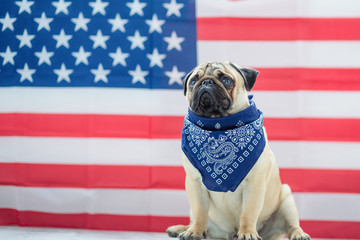 Beautiful beige puppy pug on the background of the American flag on Independence Day.