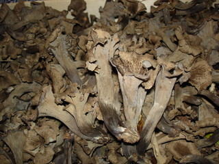 trompettes des morts