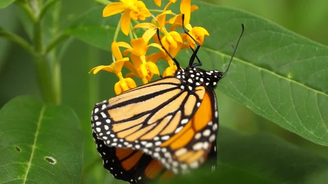 Macro from Monarch butterfly