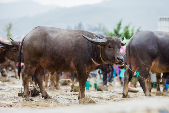 Vietnamese water buffalo for sale at Bac Ha Sunday market in Vietnam. Bac Ha is hilltribe market where vietnamese people come to trade or buy in Lao Cai province.