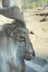 Horned mountain goat - cloven-hoofed animals.