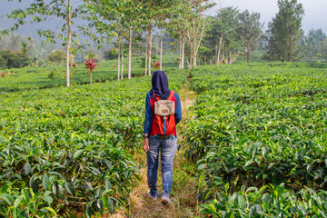 Bogor tea plantations, Bogor, Indonesia