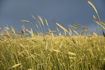 Closeup detail of golden wheat field, grey sky at background
