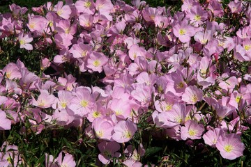 pink flowers of Oenothera soeciosa plant