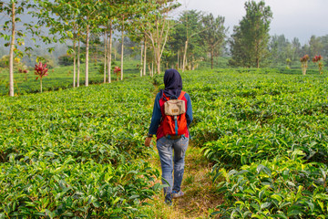 Bogor tea plantations, Bogor, Indonesia