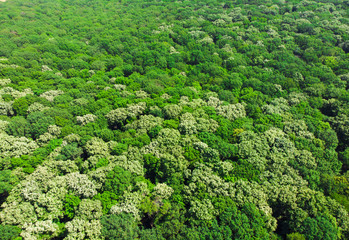 Fototapeta na wymiar beautiful green forest, aerial view