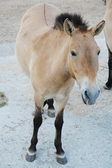 Przewalski's horse close - up in full growth.