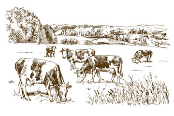 Cows grazing on meadow. Hand drawn illustration. - 208368487