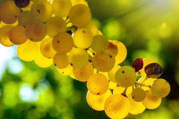 Closeup on a bunch of white grapes on a vineyard