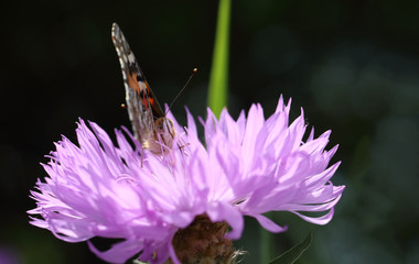 Butterfly Admiral, on a dark background and on a violet flower. front view.