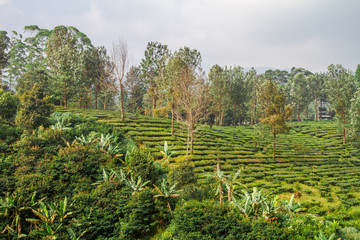 Obraz premium Bogor tea plantations, Bogor, Indonesia
