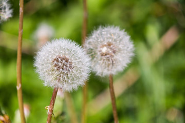 Stems and fluffy seed heads of dandelion close-up