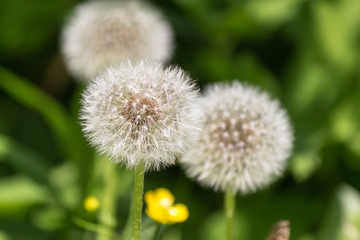 Stems and fluffy seed heads of dandelion close-up