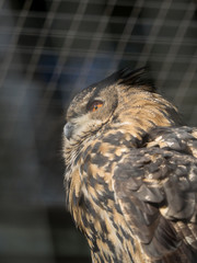An owl is sitting in the sun in the enclosure