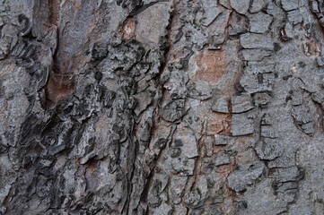tree bark, wallpaper