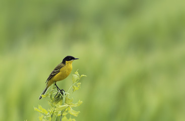 Naklejka premium Yellow Wagtail on spring branch, against a background of tender spring grass ...
