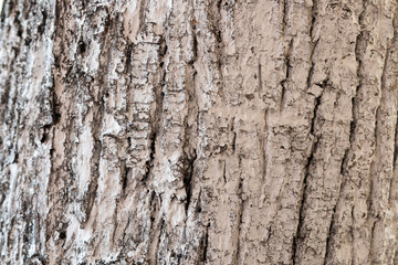Obraz premium Bark of a tree close-up, crust texture.
