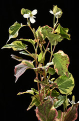 Houttuynia cordata 'Chameleon' / Plante caméléon / Houttuynie tricolore