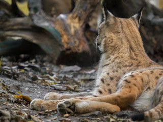 A beautiful lynx lies in the forest