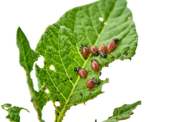 Young Colorado beetle eats potato leaves - isolated on white background. Colorado beetle eats a potato leaves young. Pests destroy a crop in the field. Parasites in wildlife and agriculture.