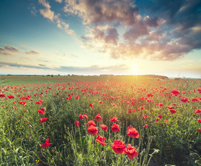 Fototapeta na wymiar green and red beautiful poppy flower field background