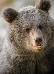 Close-up bear cub