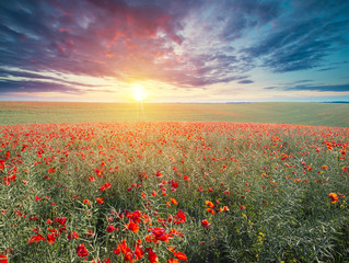 green and red beautiful poppy flower field background