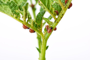 Obraz premium Young Colorado beetle eats potato leaves - isolated on white background. Colorado beetle eats a potato leaves young. Pests destroy a crop in the field. Parasites in wildlife and agriculture.