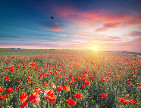 Green And Red Beautiful Poppy Flower Field Background