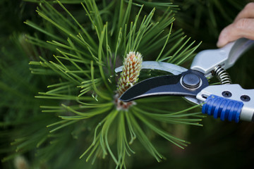 Decorative pruning of young pine shoots in May. The concept of landscape design. Topiary.