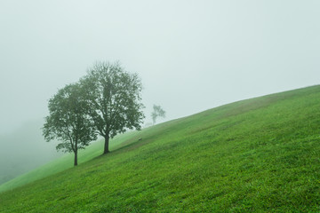 Obraz premium Landscape morning with fog in a field tree and grass